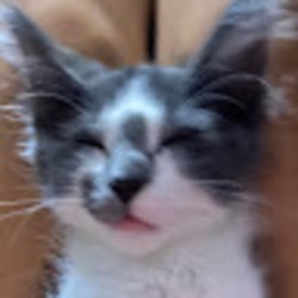 Meet your Posher, Gael